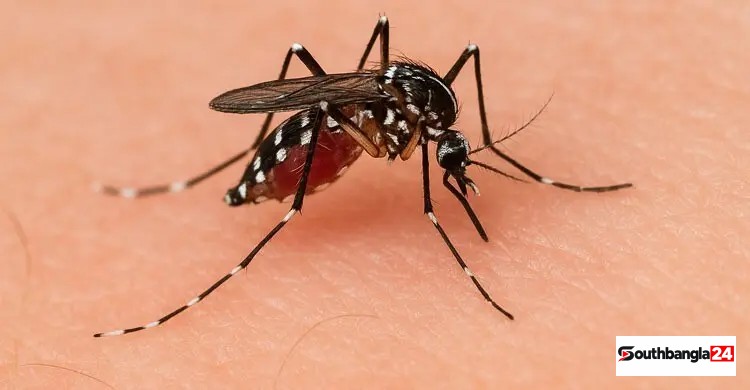 ডেঙ্গুতে আরও ৬ মৃত্যু, হাসপাতালে ভর্তি ১৮৮৬ জন