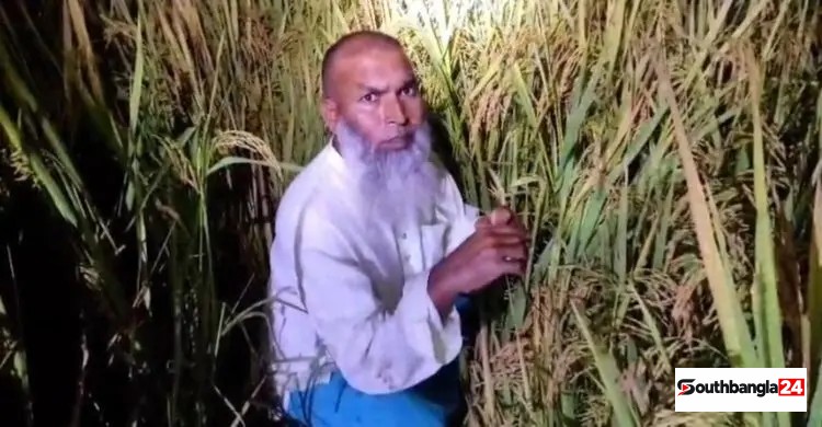 ধানক্ষেতে লুকিয়েও শেষ রক্ষা হলো না আ’লীগ নেতার
