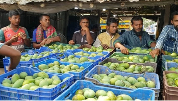 চরম ক্ষতির মুখে রাজশাহীর আমচাষিরা